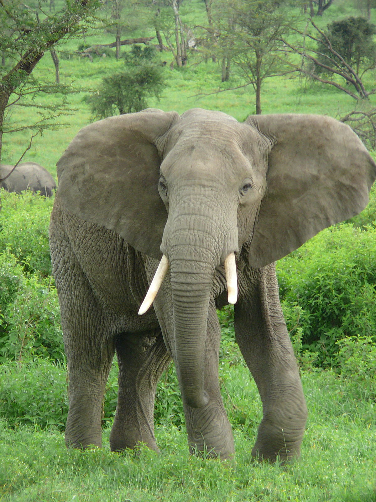 فيل مرح يستمتع بالانزلاق على الطين فى غابة مطيرة .. فيديو وصور