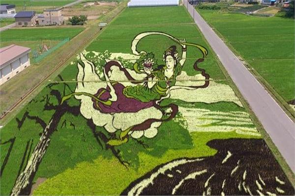 شاهد: منطقه يابانية تُحوِّل حقول الأرز إلى «لوحات فنية»