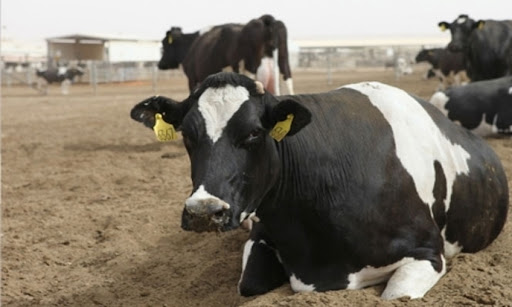 بن عروس/ اكتشاف حالة اصابة لإحدى الأبقار بمرض النزيف الفيروسي الغزلاني