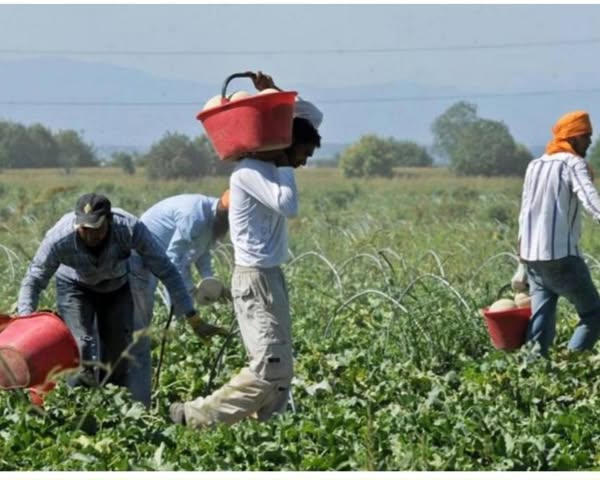 إجراءات رسمية لحماية العمال المهاجرين في إيطاليا