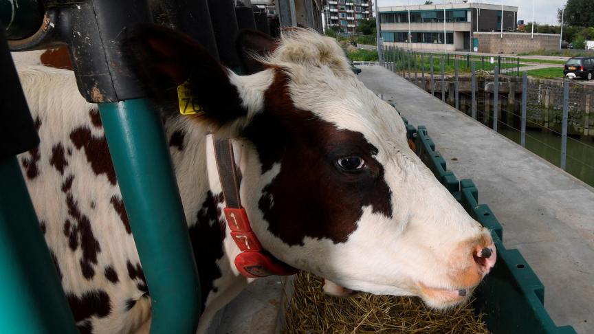 Un cas de "maladie de la vache folle" identifié aux Pays-Bas - La Voix des Deux Rives