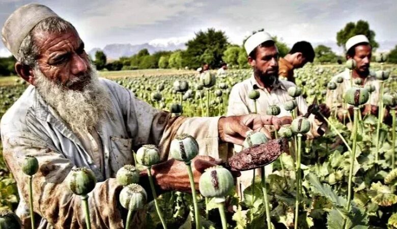 Afghanistan : Recul de l’opium, essor des drogues de synthèse