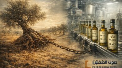 Huile d’olive : la Tunisie produit, l’Europe encaisse