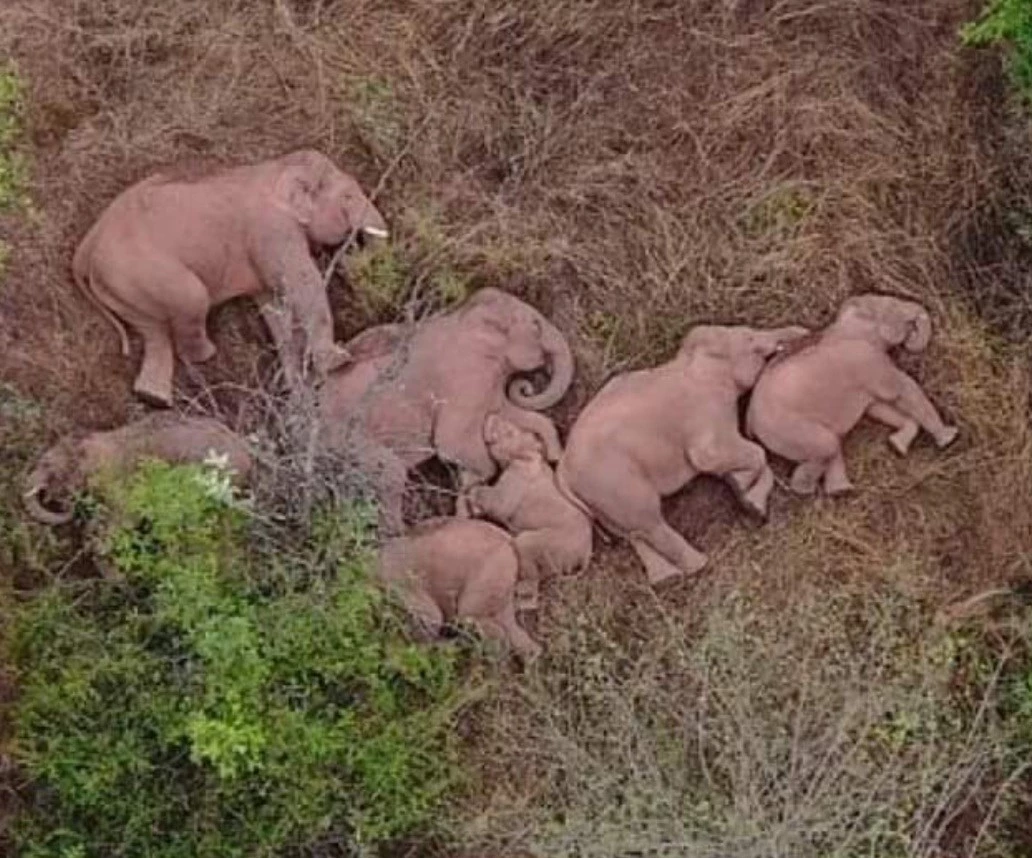  العثور على فيلة في حالة سكر بعد شربهم خمورا معتقة وهكذا تم ايقاظهم